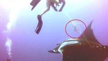 Auf offener See begegnete dieser Taucher einem großen sterbenden Mantarochen. Das, was er tat, um ihm zu helfen, ist außergewöhnlich