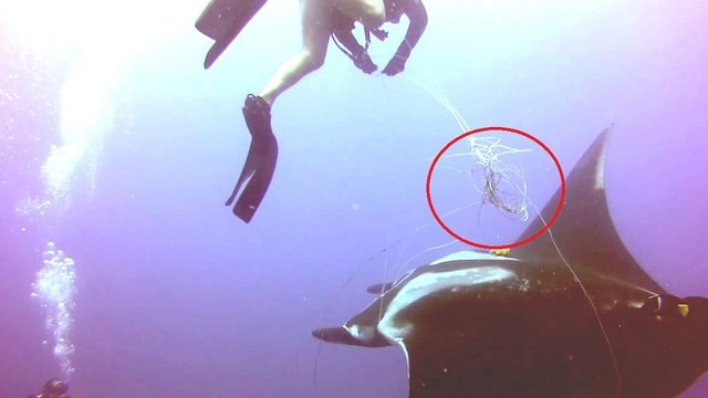 Auf offener See begegnete dieser Taucher einem großen sterbenden Mantarochen. Das, was er tat, um ihm zu helfen, ist außergewöhnlich