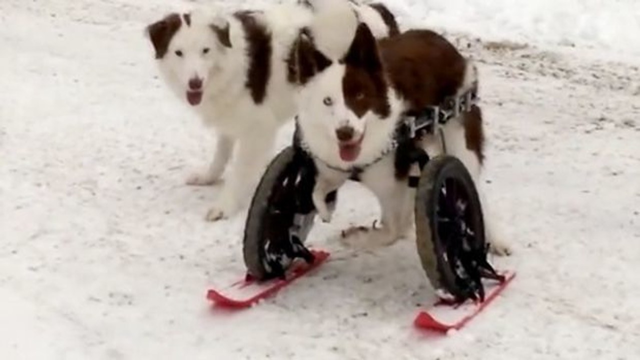 Dieser behinderte Hund geht im Schnee spielen. Er liebt Skifahren!