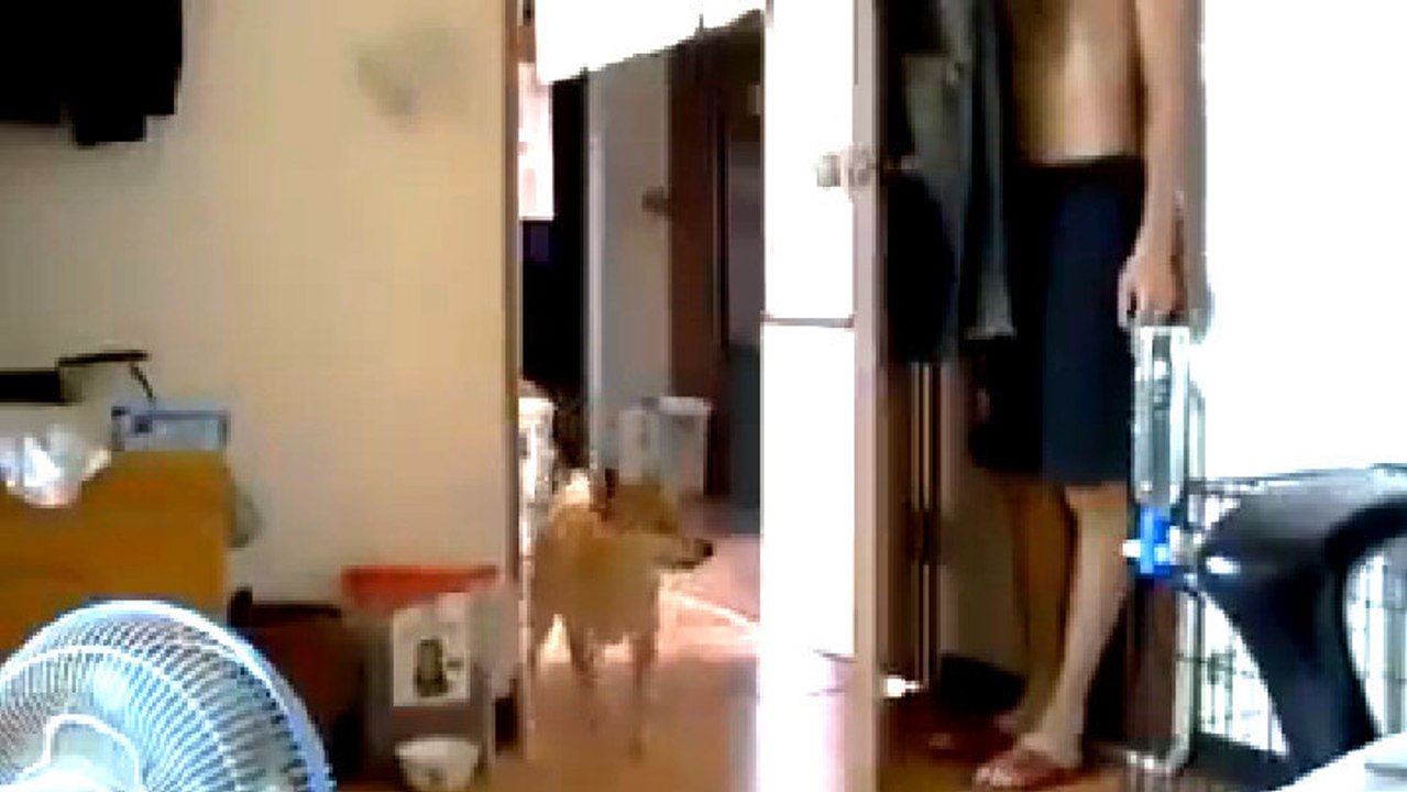 Versteckspiel mit dem Hund