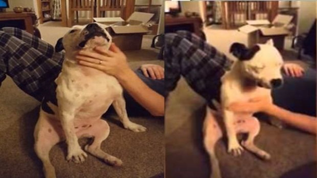 Dieser Hund liebt es, wenn sein Herrchen ihn streichelt. Aber sieh dir genau an, was er mit seiner Pfote macht