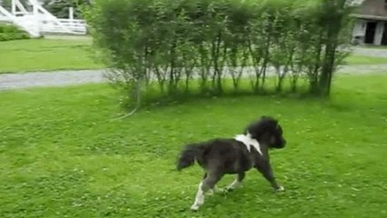 Dieses Mini-Pferd liebt es, um die Wette zu laufen