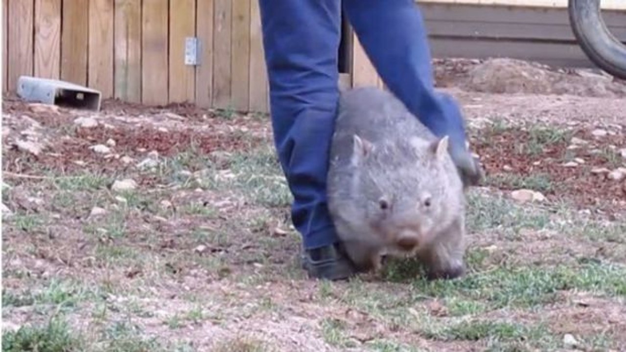 Dieser anhängliche Wombat will um jedem Preis schmusen