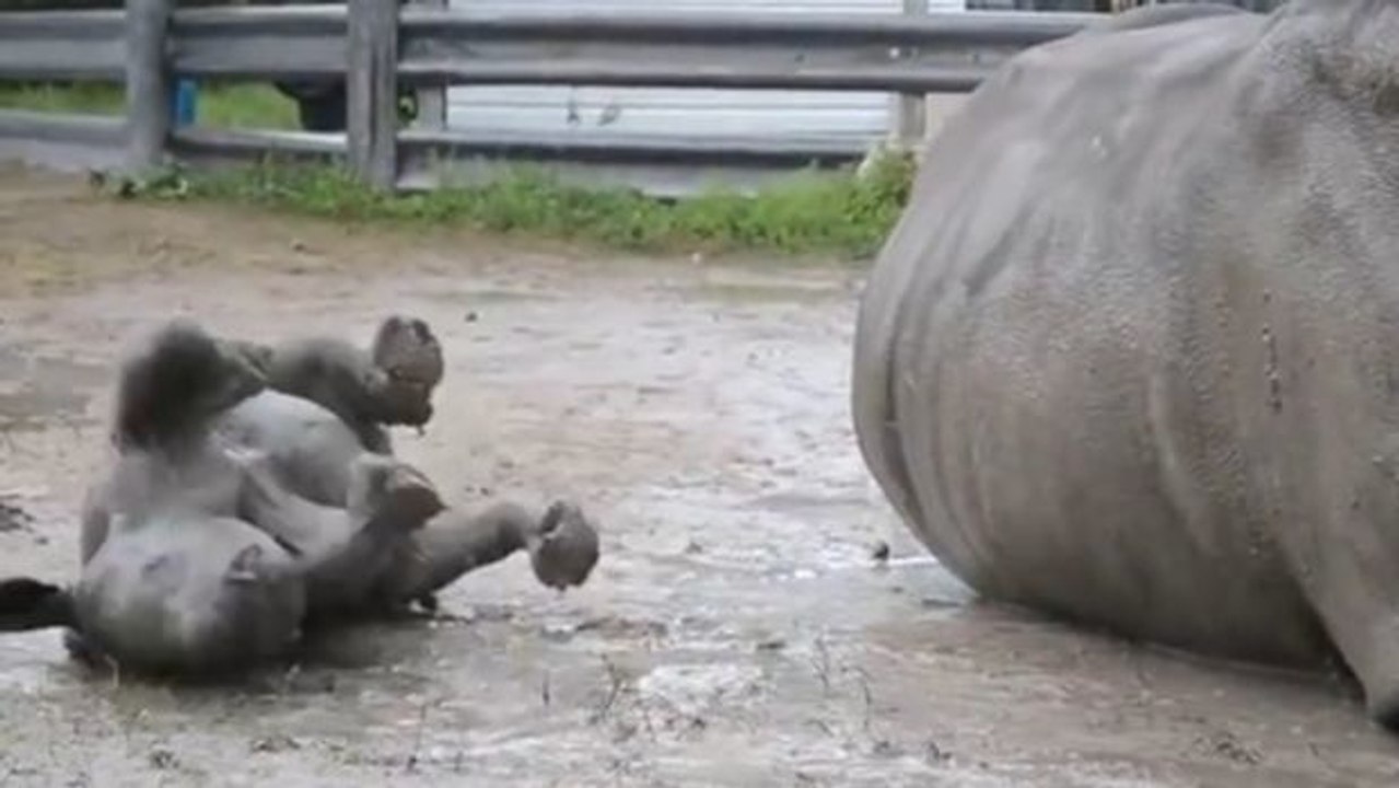 Dieses Baby-Nashorn macht seinem Papa alles nach