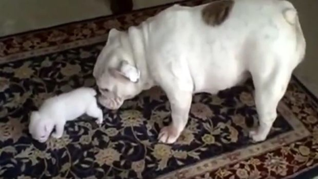 Ein Bulldoggenwelpe macht die ersten Schritte mit seiner liebevollen Hundemutter