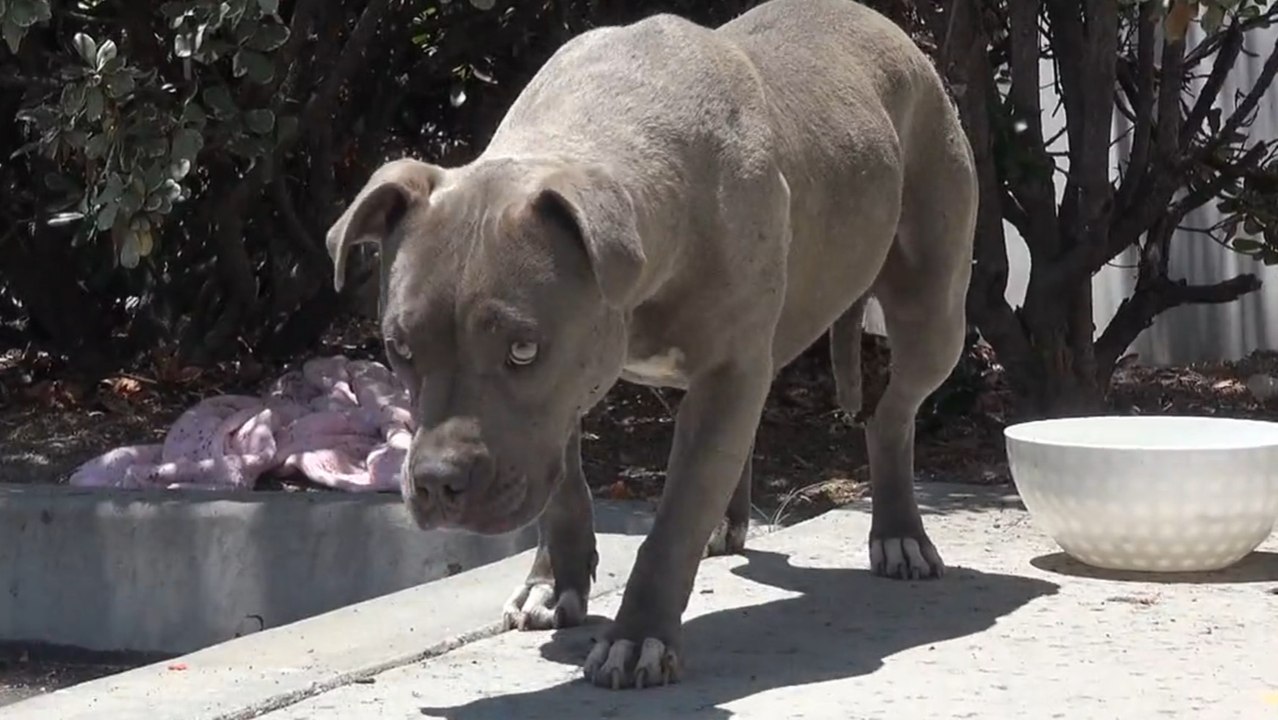 Sie entdecken einen streunenden Pitbull - seine Reaktion ist magisch