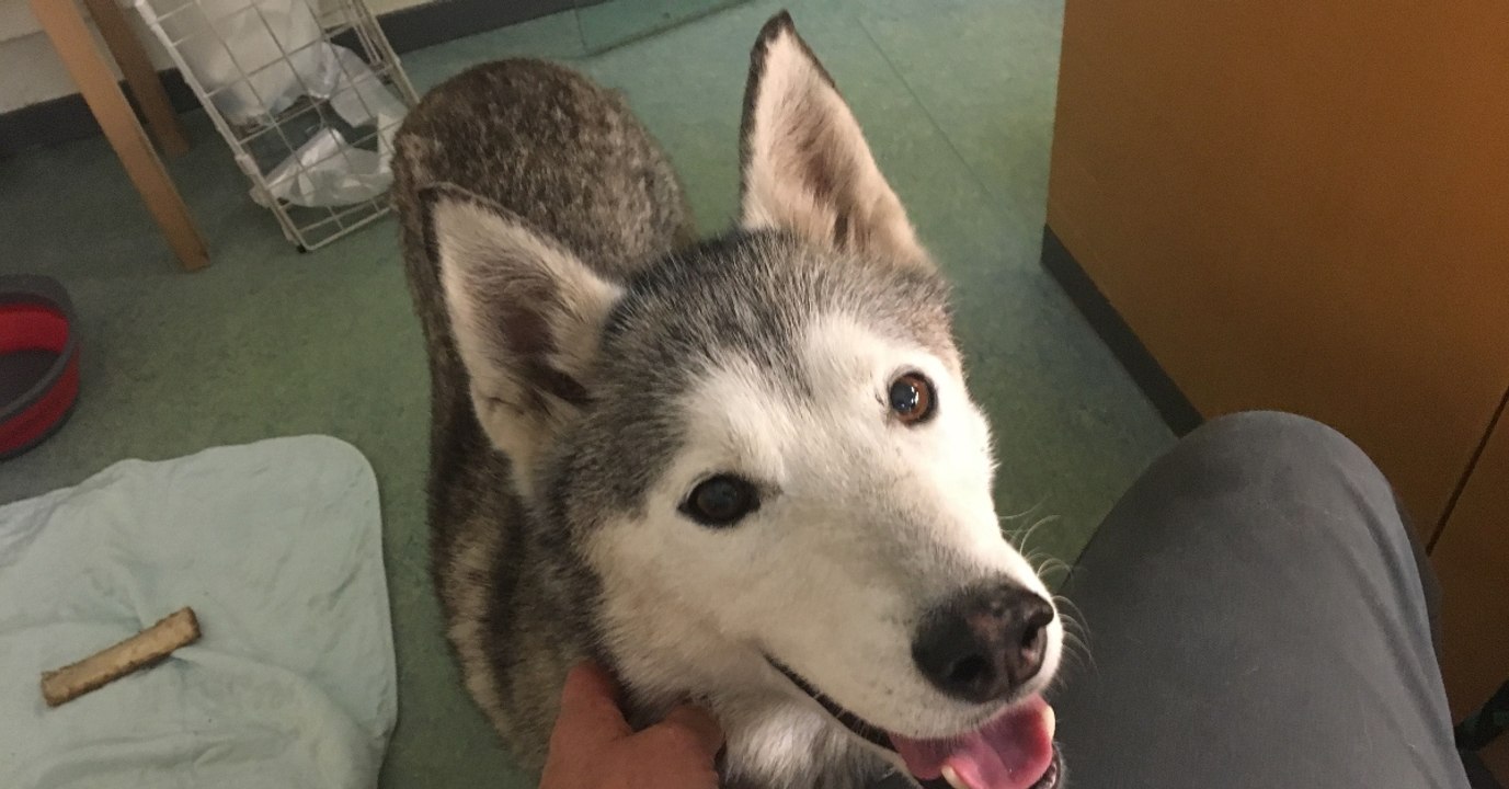 Er sucht sein verschwundenes mittagessen. sein husky weiß genau bescheid...