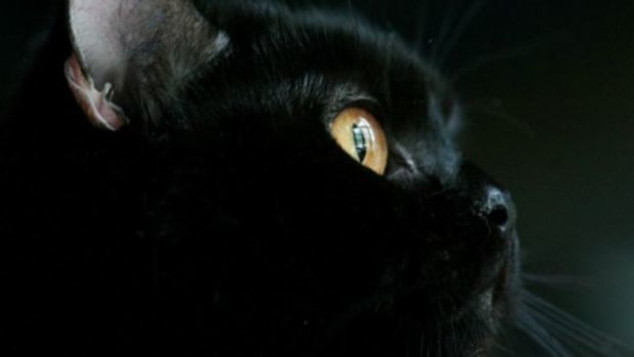 Er adoptiert eine schwarze Katze. Kurz danach rettet sie ihm das Leben