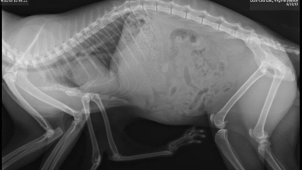 Katze Pauly werden Beine amputiert, denn sie hat 6 Stück!