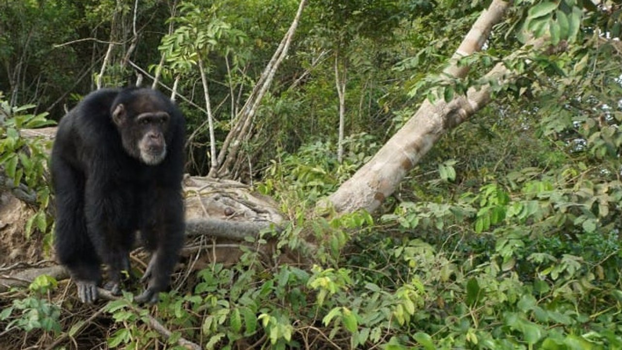 Dieser Schimpanse sieht nachdem er auf einer einsamen Insel ausgesetzt wurde zum ersten Mal nach 30 Jahren einen Menschen
