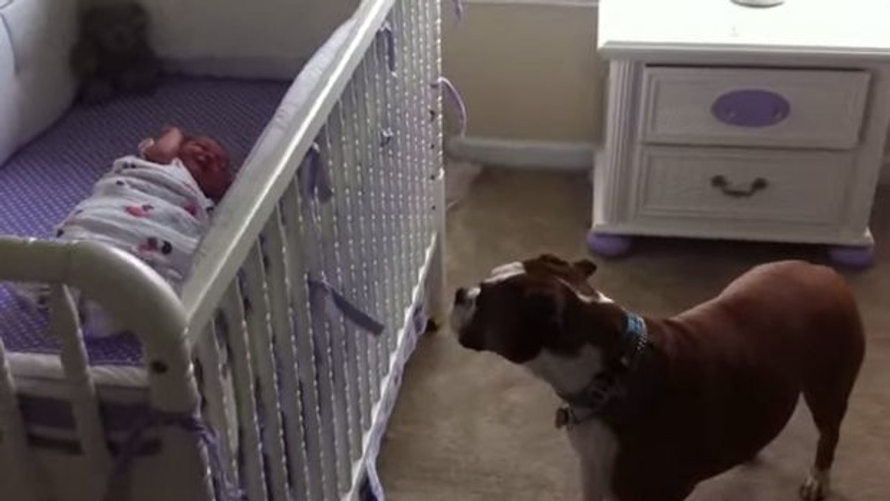 Hund denkt, er wäre ein Babysitter. Und er macht diesen Job verdammt gut!