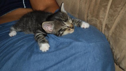 Dieses Kätzchen schläft von einer Sekunde auf die andere ein