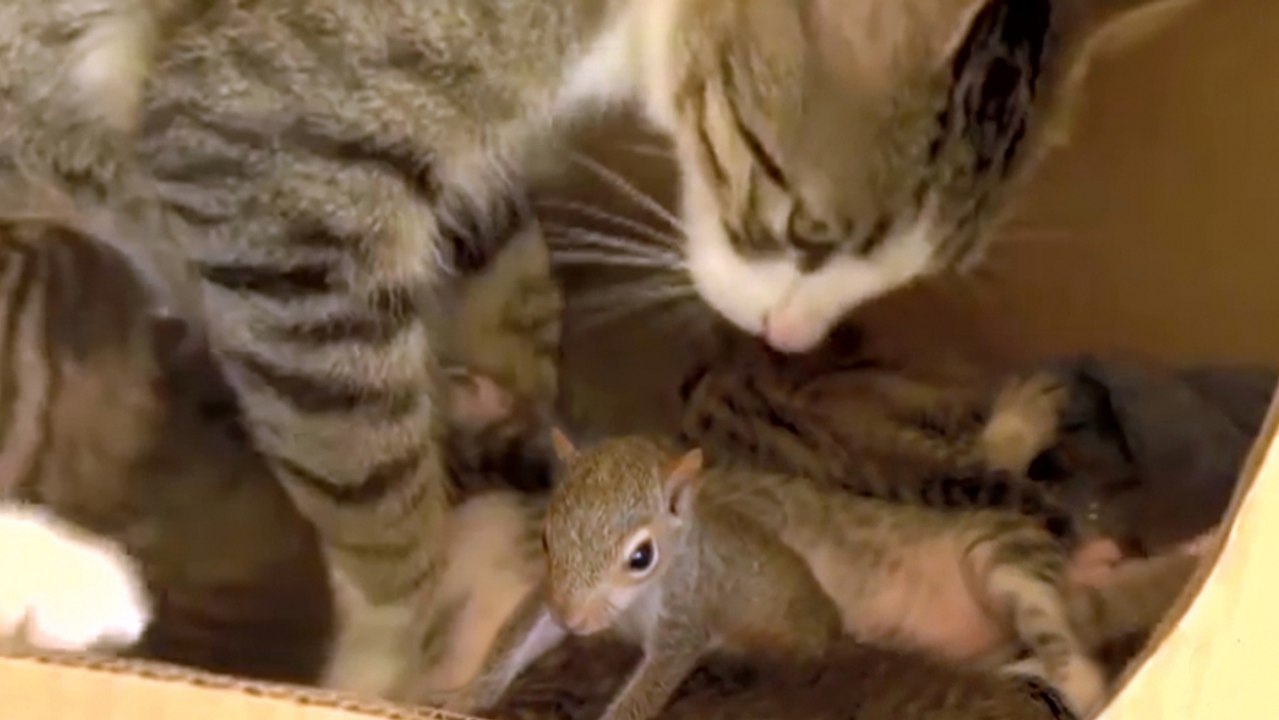 Ein Eichhornbaby wird von einer Katze gesäugt und aufgezogen, als wäre es ihr Junges