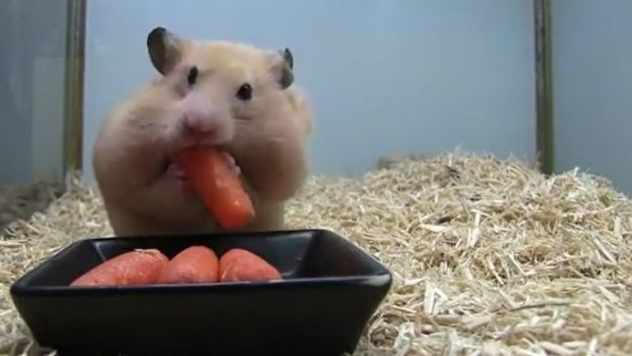 Dieser Hamster liebt Karotten. Ihr glaubt nicht, wieviele er schon im Mund hat!