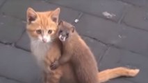 Eine erstaunliche Freundschaft zwischen einer Katze und einem Mauswiesel