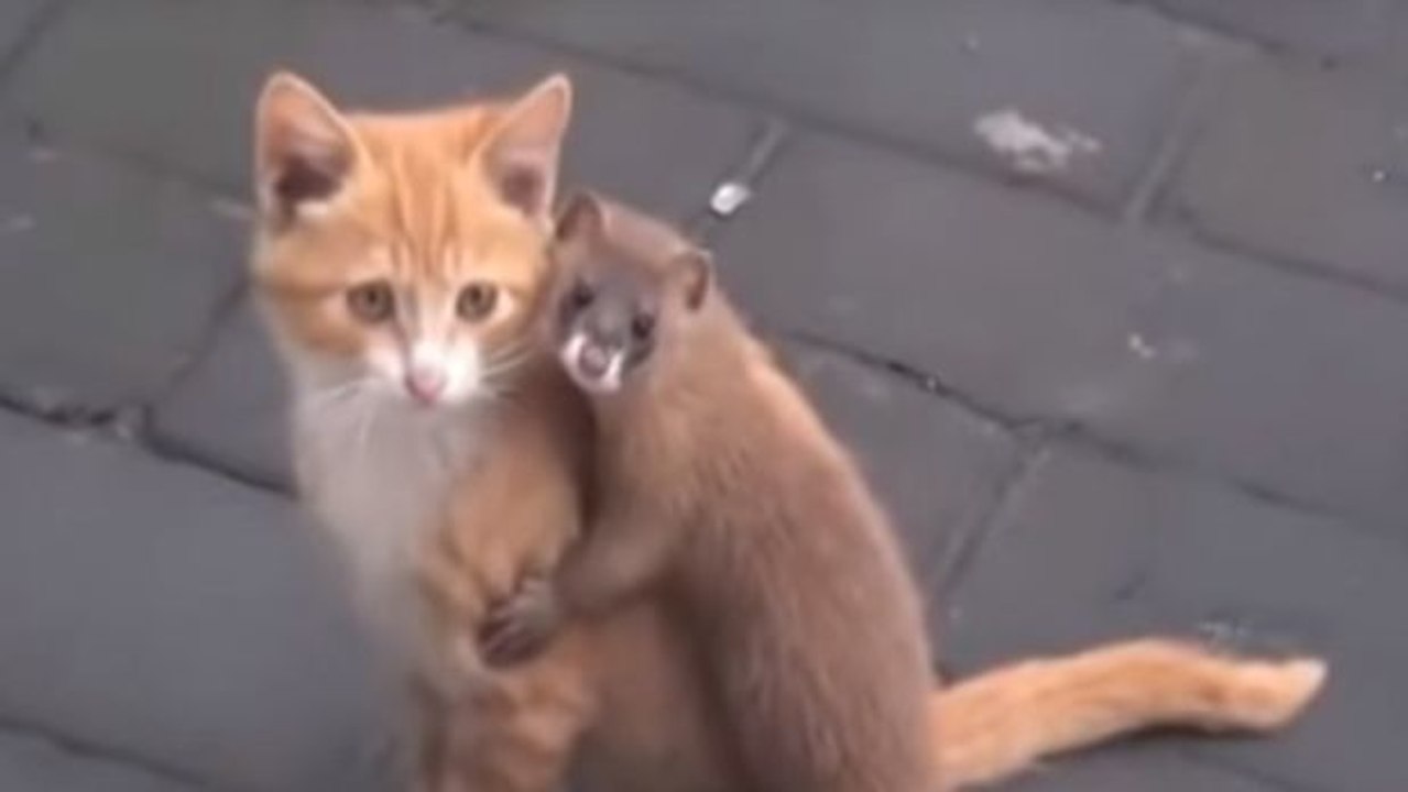 Eine erstaunliche Freundschaft zwischen einer Katze und einem Mauswiesel