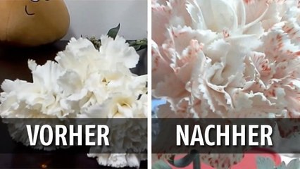 Sie gießt nur ein paar Tropfen Lebensmittelfarbe in eine Vase und die Blume wird super schön! Unbedingt nachmachen
