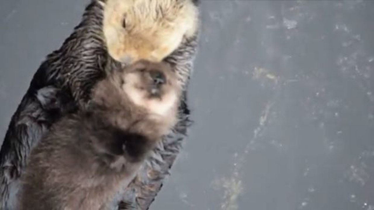 Eine Otter-Mama wiegt ihr Baby zum Rhythmus des Wassers