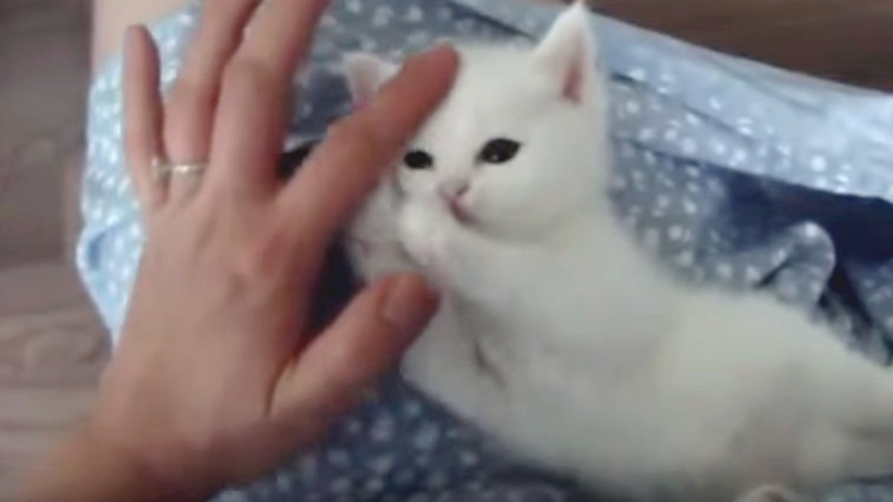 Ein herzallerliebstes, ein kaum paar Wochen altes Kätzchen