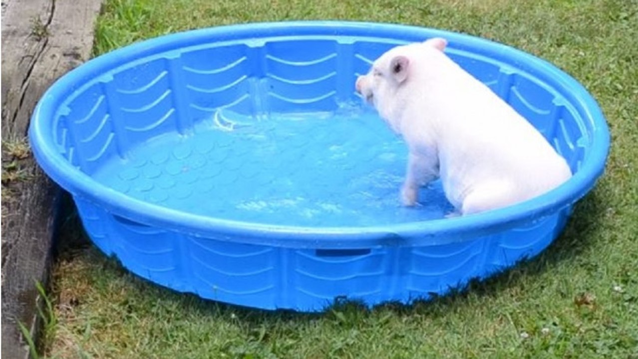 Dieses Schweinchen hat Spaß mit seinem Planschbecken