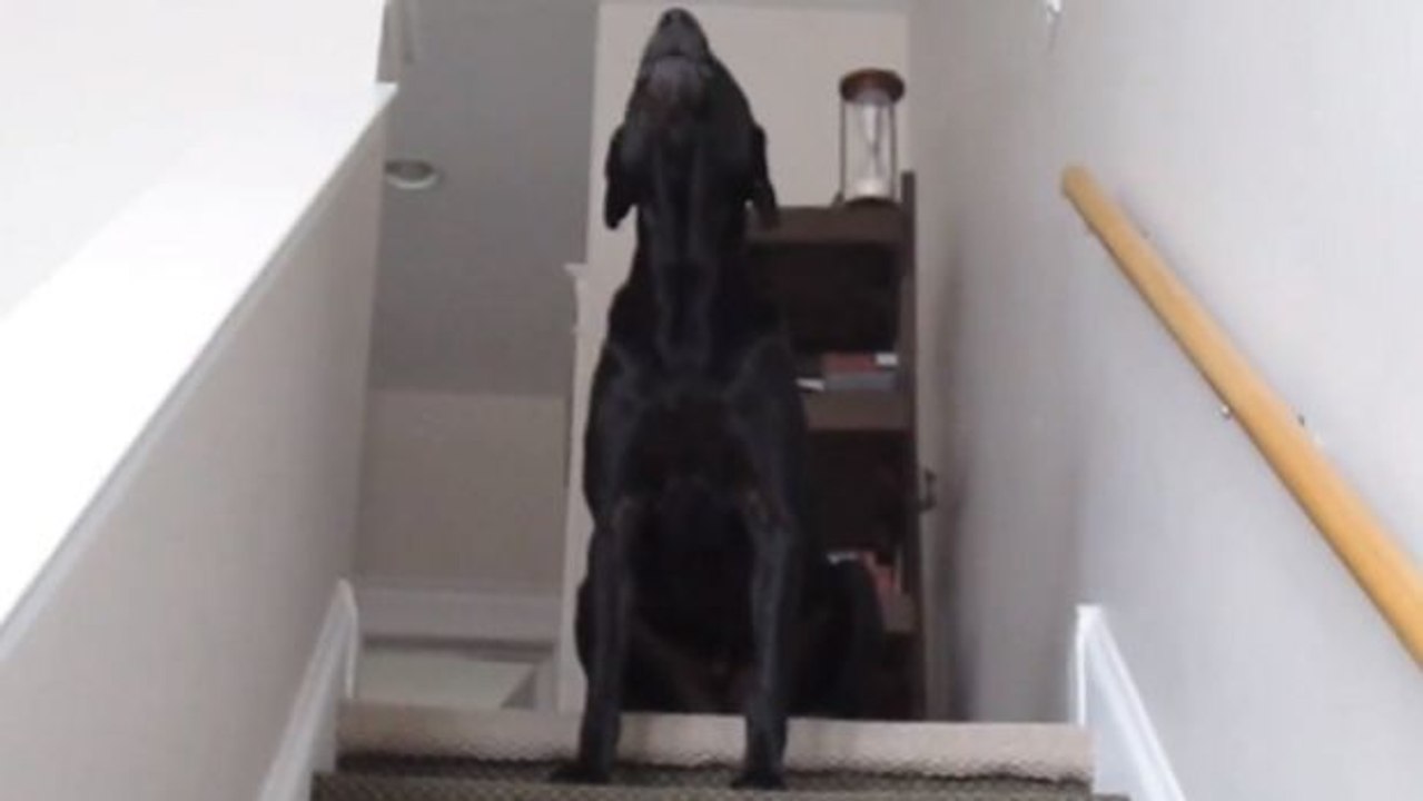 Dieser Labrador Retriever reagiert auf jeden Ton seines Herrchens. Ein urkomisches Zwigespräch!