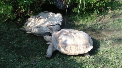 Hier hilft eine Schildkröte der anderen wieder auf die Beine