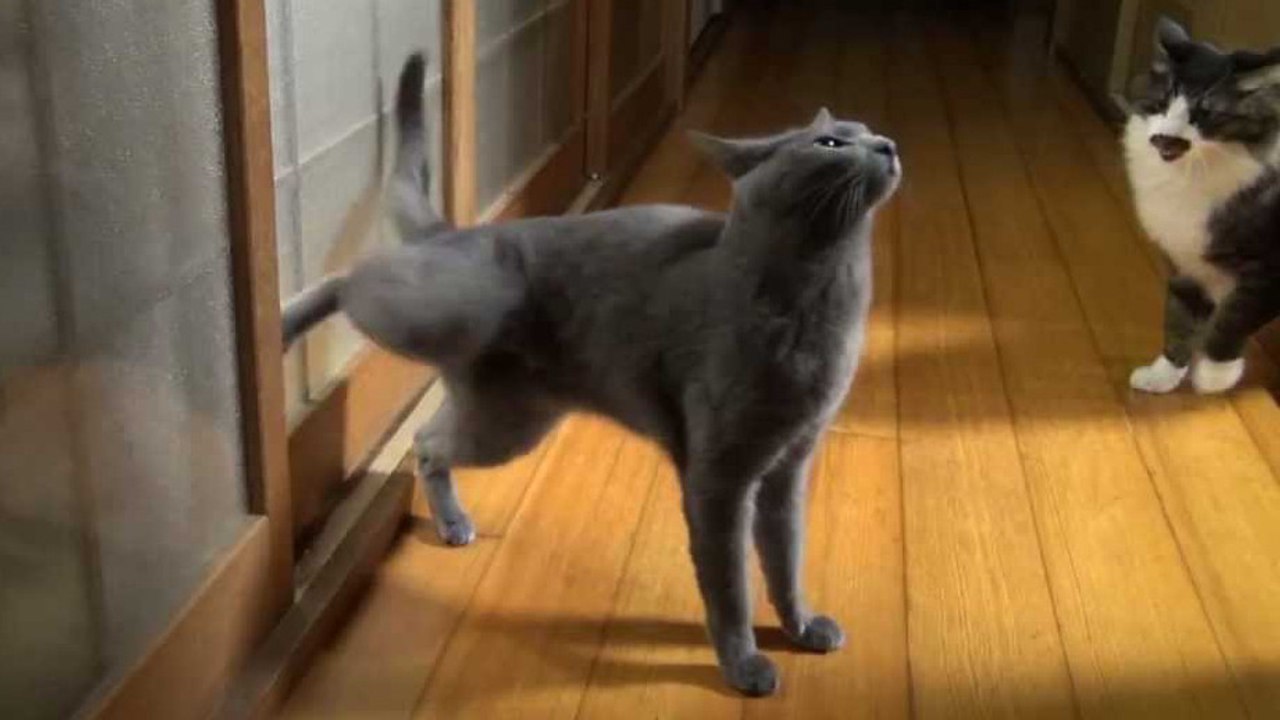 Wenn diese Katze hereingelassen werden will, klopft sie an die Tür