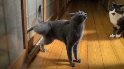 Wenn diese Katze hereingelassen werden will, klopft sie an die Tür