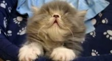 Dieses müde Kätzchen kämpft mit dem Schlaf... Herzallerliebst!