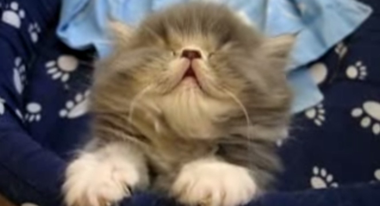 Dieses müde Kätzchen kämpft mit dem Schlaf... Herzallerliebst!