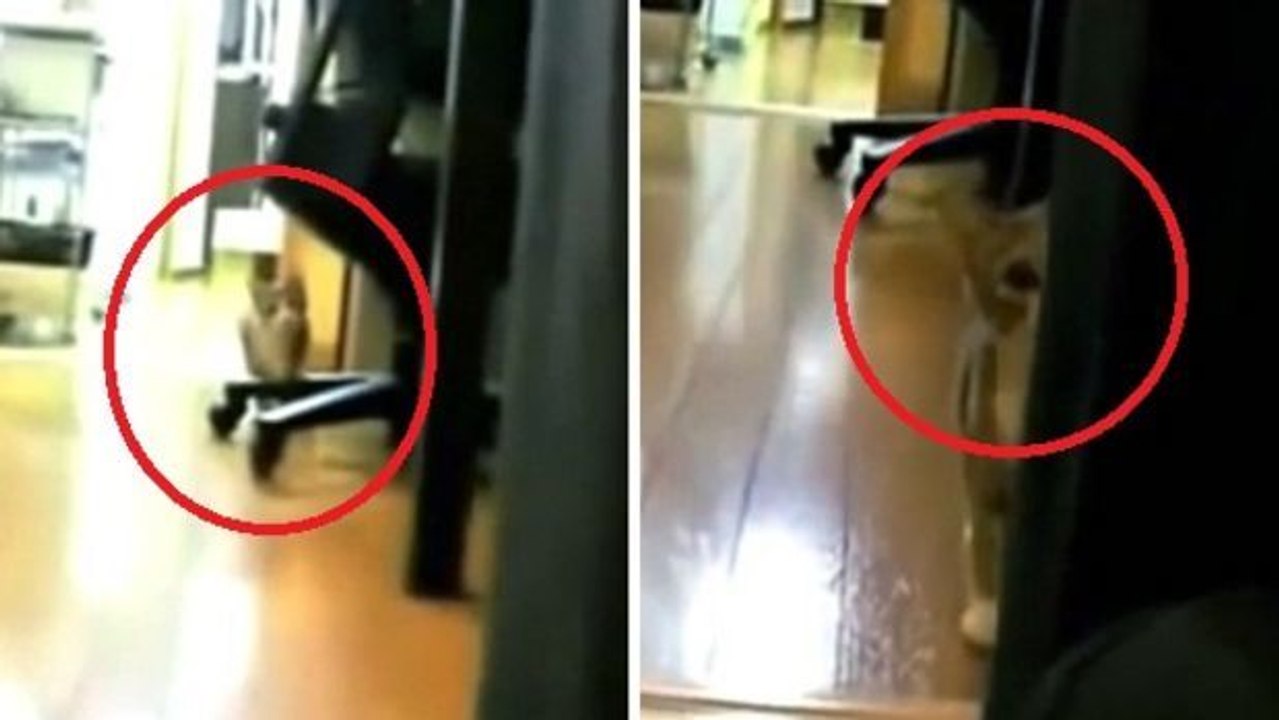 Dieser mann spielt ochs am berg mit seiner katze