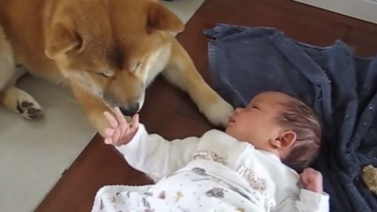 Dieser Hund ist ein ausgezeichneter Babysitter. Es ist rührend, wie er sich um das Baby kümmert.