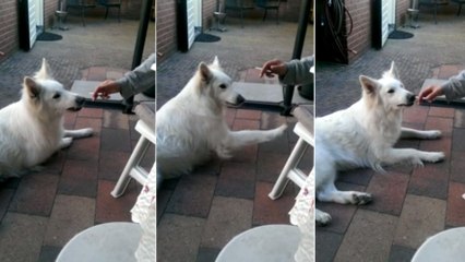 Tải video: Dieser Hund versucht sein Frauchen davon zu überzeugen, dass Rauchen nicht gut ist! Sehr überzeugend!