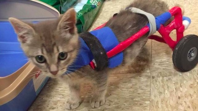 Ein behindertes Kätzchen bekommt eine zweite Chance