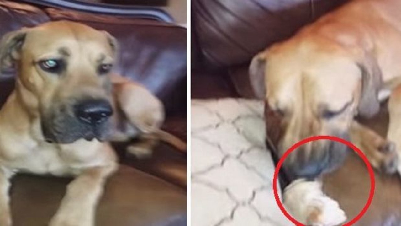 Dieser Hund hat ein Sandwich in seiner Schnauze versteckt