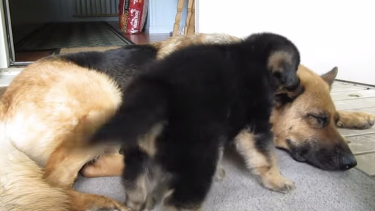 Dieser Welpe ist so was von verspielt. Er kann seine Mutter einfach nicht in Ruhe lassen.