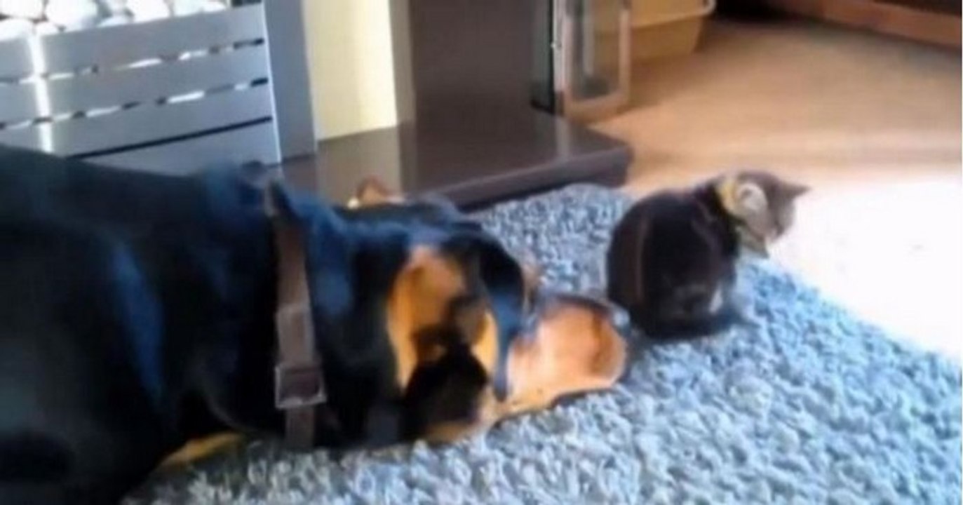 Diese Hunde wollen alle gern Freundschaft mit Katzen schließen...