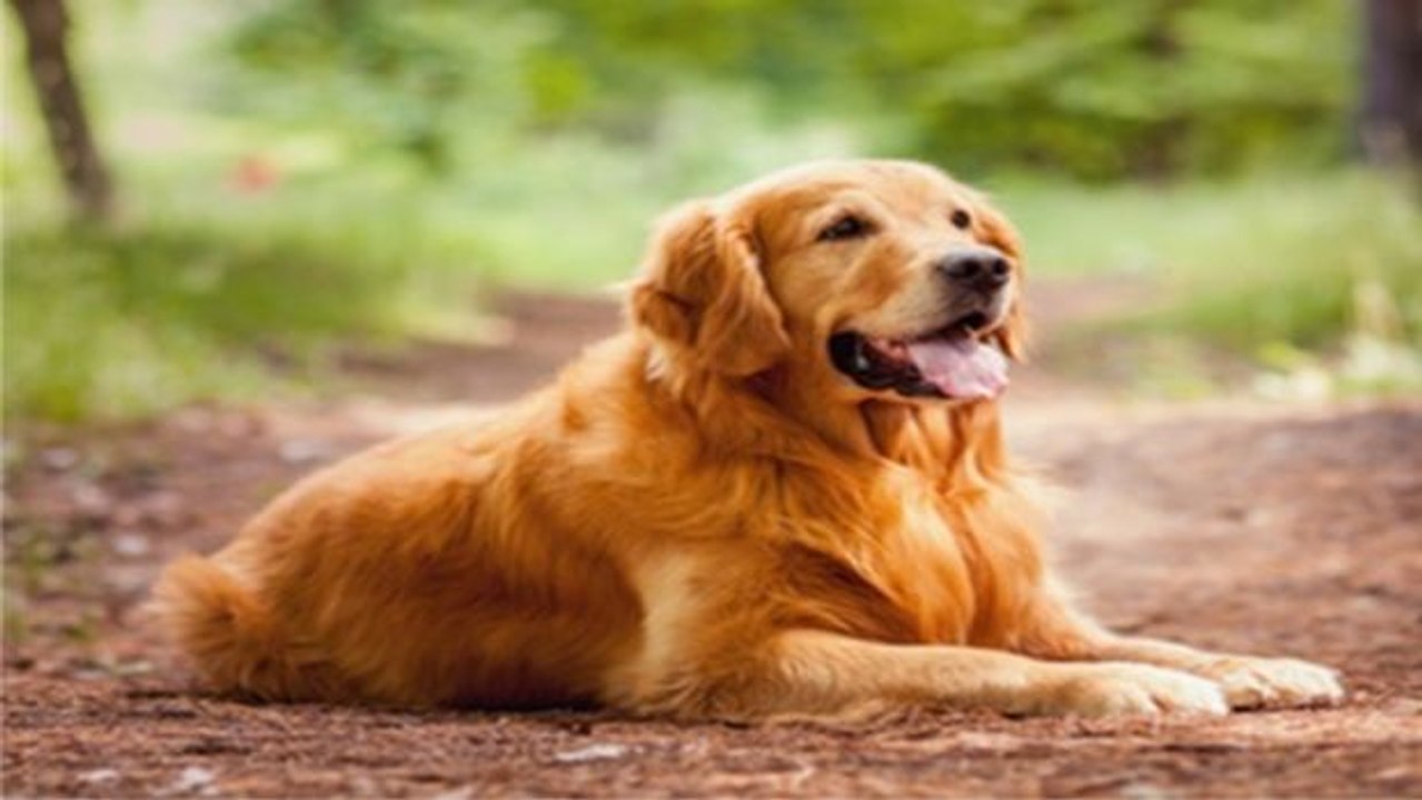 Dein hund kann viel länger leben, als du denkst. das musst du tun