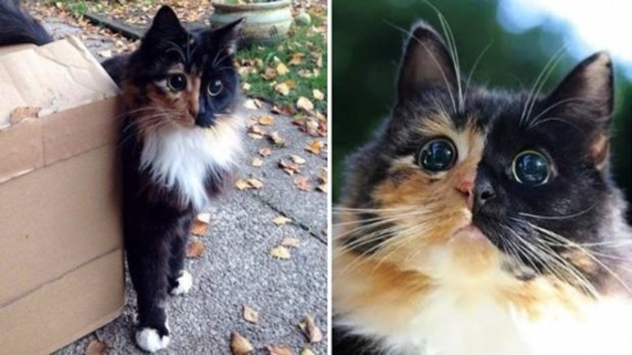 Das Kätzchen mit den schönen Augen und dem unvermuteten Handikap