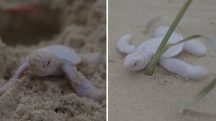 Die ersten Schritte dieses Schildkrötenbabys sind nicht einfach...