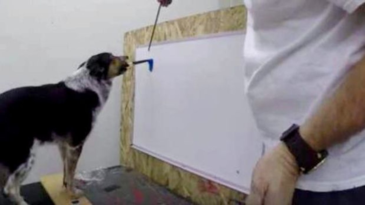 Dieser Hund kann seinen Namen schreiben