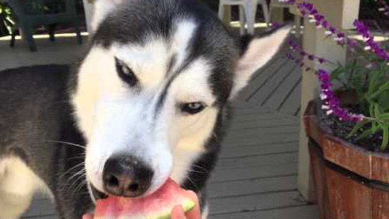 Dieser Husky mag Wassermelone. Es ist ein Vergnügen, ihm zuzusehen.