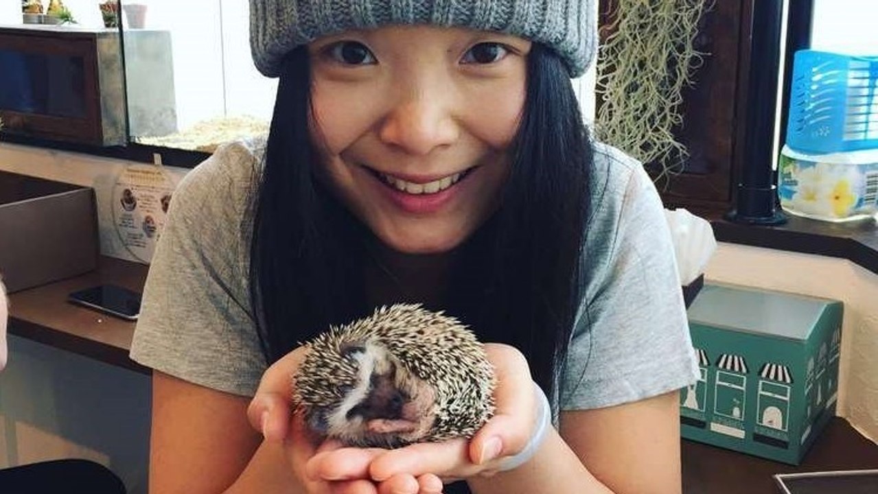 In Japan hat das erste Igel-Café eröffnet und macht jetzt Furore