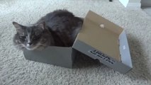 Hier sieht man es wieder einmal, dass Katzen Kartons lieben