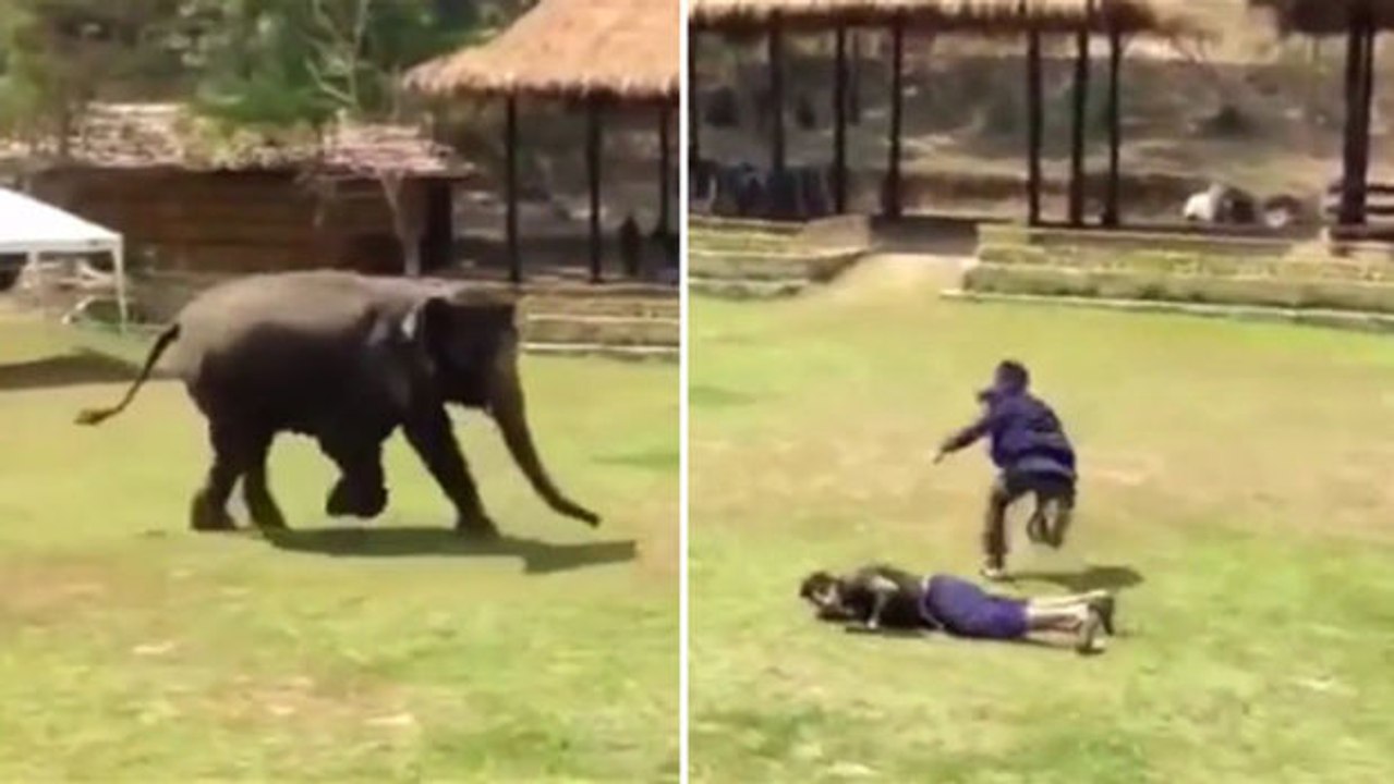 Ein Elefant verteidigt seinen Pfleger, als dieser angegriffen wird