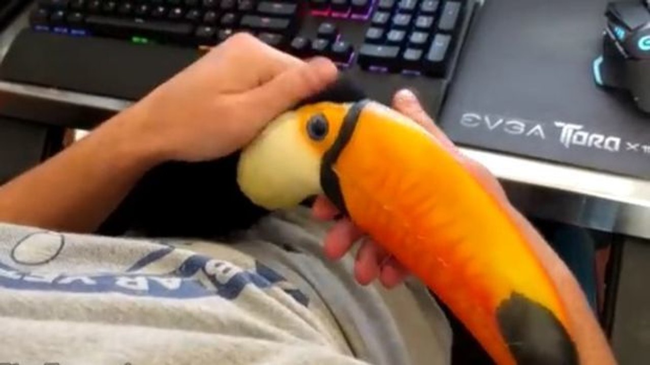 Dieser Tukan schnurrt und schmust fast wie eine Katze