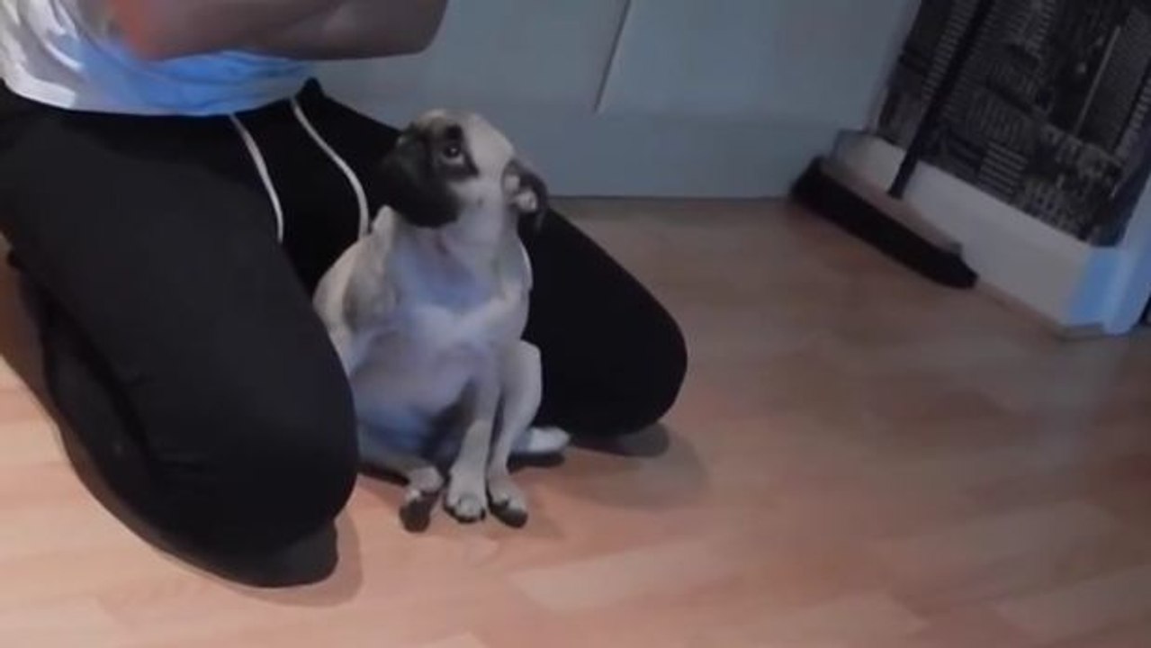 Dieser Hund fühlt sich schuldig und versucht sein Frauchen mit seinen Blicken weich zu machen