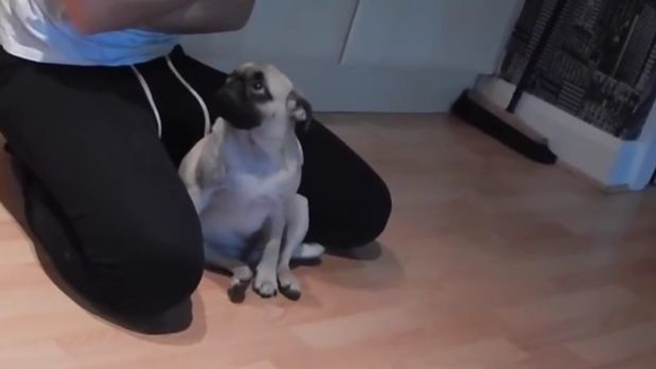 Dieser hund fühlt sich schuldig und versucht sein frauchen mit seinen blicken weich zu machen