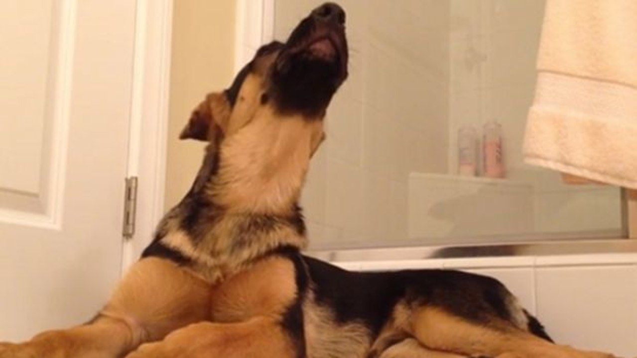 Dieser Hund liebt es, wenn sein Herrchen singt... und singt gleich die zweite Stimme dazu!