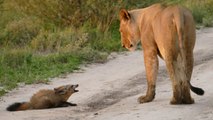 Die Löwin entdeckt den verletzten Fuchs. Als sie sich ihm nähert, passiert etwas wirklich Außergewöhnliches!